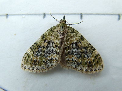Yellow-barred Brindle